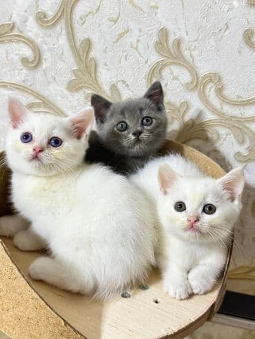 şotlan pişik: Şotland yastı qulaq, Erkək, Dişi, Yaxşı əllərə, Ünvandan götürmə, Pulsuz çatdırılma, Ödənişli çatdırılma — 77