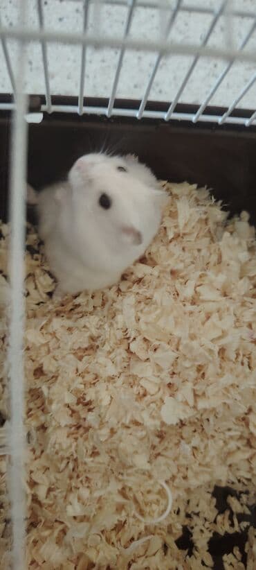 Ağ rəngli xırda hamster - Yumşaq, tüklü ağ kürk və qara, parlaq gözlər