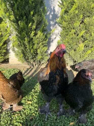 pişik satışı ucuz: Brama xoruzları. Biri 2 illik xoruz - 100₼ İkisi 7 aylıq xoruz — 7