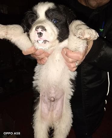 ev pişikleri: Alabay və Qurdbasar qarişig Təsvir: - Şirin, tüklü it balaları — 1