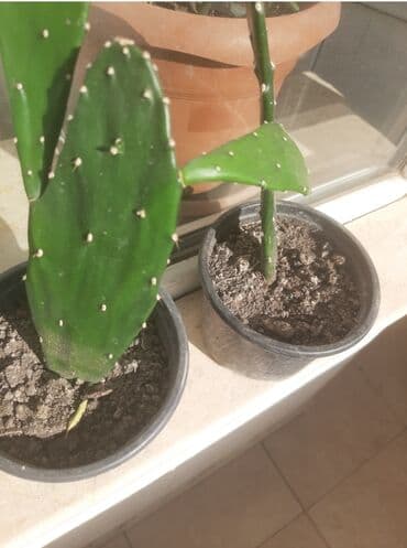 helba bitkisi faydaları: Уличные растения — 4