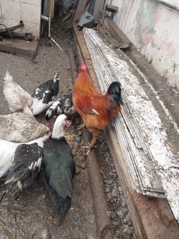 yumurta qoyan heyvanlar: Erkək, | Lal ördək, Ətlik — 3