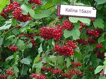 süd məhsulları: Салам килемейве тинклери сатылыр истесениз чатдырылма вар — 4