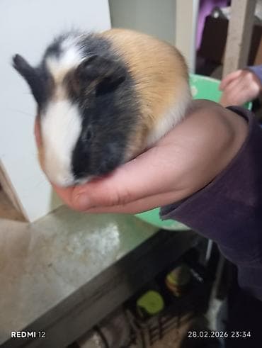 Heyvanlar üçün mallar: Ana ata 2 bala hamısı birlikdə 100 manat çatdırılma odənislidi — 5