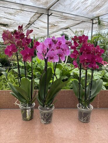 Alfa Romeo: Vatsapp mövcuddur!. Çatdırılma metrolara, Şamaxinkaya mövcuddur və — 3