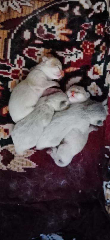 шотландская серебристая шиншилла купить: Британская — 7