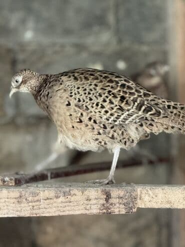 tutulma qus: Damazliq Disi qirqovullar — 5