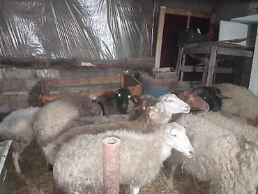 romanov qoyunu satilir: Qoyun sürüsü – ət və yun istiqaməti - Növ: qarışıq rəngli yerli — 4