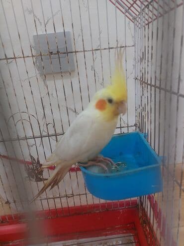 Növ: Qefesle birlikde satilir Nimfa (Cockatiel) papağanı Rəng: Açıq lalafo.az -da Növ: Qefesle birlikde satilir Nimfa (Cockatiel) papağanı Rəng: Açıq