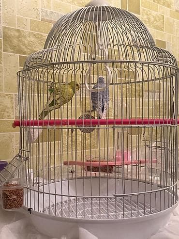 Аквариумы: Dalmatin və sarı-yaşıl rəngli iki dalğıç (büdcəqarışıq) cütü və tam — 8