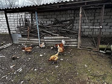 hinduska balasi satilir 2019: Toyuq, Damazlıq, Ödənişli çatdırılma — 5