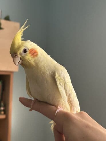 Növ: Kakadu nimfa (Cockatiel) – sarı/lutino rəng Xüsusiyyətlər: -