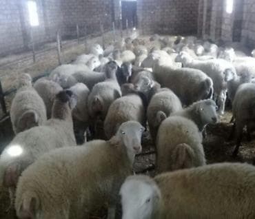 Qoyunlar, Qaradolaq və Tatallar – damazlıq və ətlik. 75 baş cavan