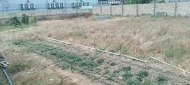 meyvə ağacı: Nar ağacı və kiçik bağ sahəsi - Meyvə ağacı: Nar (şəkildə bol — 9