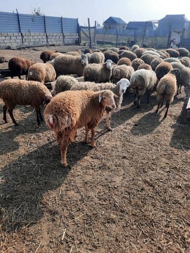 beyləqan sortu qoyun və quzuları: 50+ erkəkli dişilidi. fikri ciddi olan əlaqə saxlaya bilər — 1
