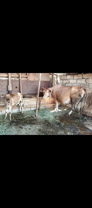 akvarium baliqlari satisi: 🐄 Satılır – Yüksək Məhsuldar Südlük İnək ✅ Səhər və axşam birlikdə — 4