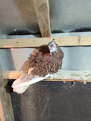 Maya kirpi satılır