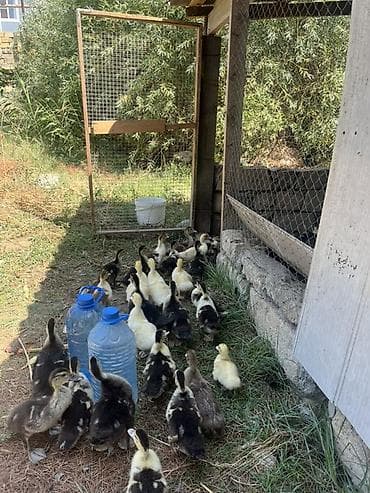 Lal ördək balaları satılır.40 günlüklər 7 manat bu gün çıxanlar — 1