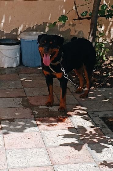 labrador satisi: Rotveyler, 1 il, Erkek, Peyvəndli, Ünvandan götürmə — 3