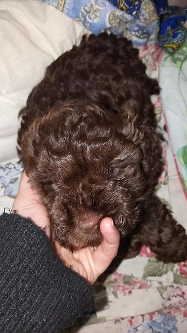 heyvan geyimleri: 1 ay, Erkek, Peyvəndli — 2