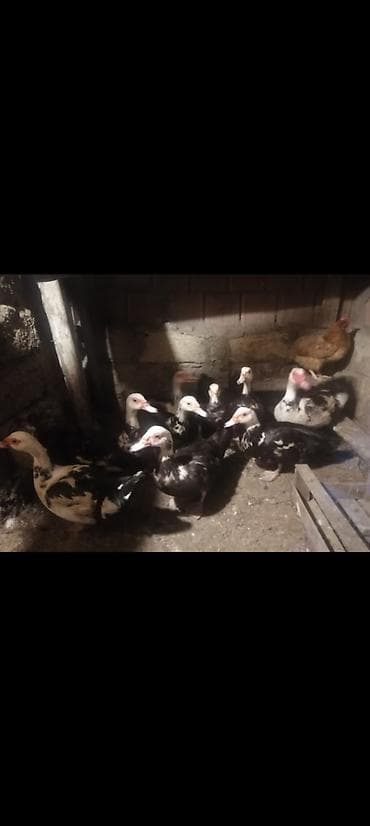 Göyərçinlər: 9 Boyuk Heyvan 20 eded Bir Ayliq Bala Analari ile Sap saglam Baxanda — 2