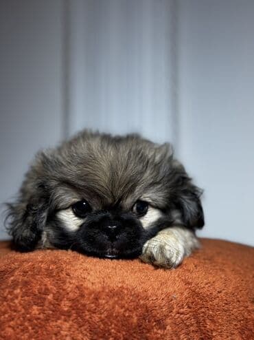 pekinesin qiymeti bazarda: Pekines, 3 ay, Erkek, Peyvəndli, Ünvandan götürmə — 2