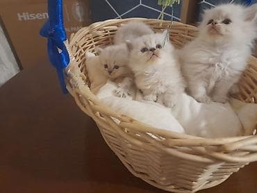siyam pisik: İlan: Şirin balaca pişiklər – sevimli ev dostları - Növ: Ev pişiyi — 1