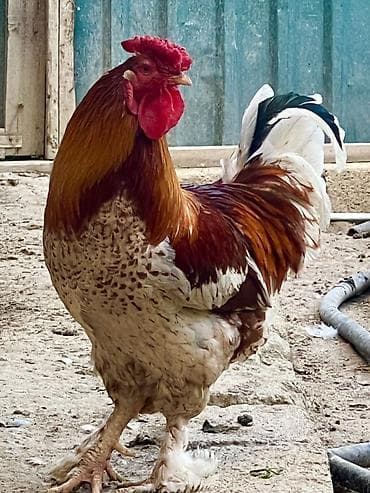 Salam turk sortu xoruzdu, yeni yumurtasini Bursadan getirmisem burda