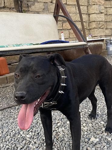 dalmatin satilir: Pitbul — 1
