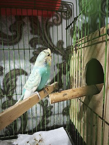 muhabbet kuşu satışı: Çexdən dönmə dişi bala verib — 3