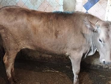 doberman satış: Satış üçün cins mal–dana - Növ: dana (erkək) - Rəng: açıq-qəhvəyi - — 1