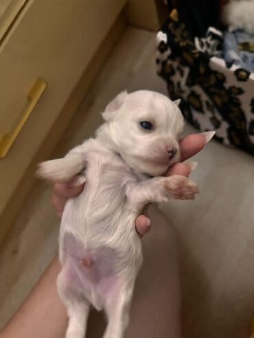 cins ineklerin qiymeti: Мальтийская болонка, 2 месяца, Самец, Самовывоз — 2