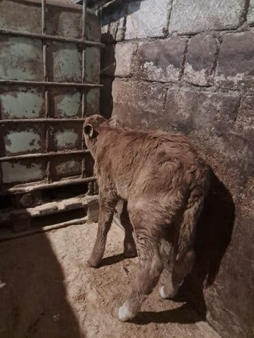 Akvariumlar: Dana, buzov, Erkək, Simental, ay: 5, Damazlıq — 9