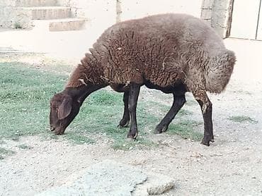 Dişi, Qala, il: 2, 80 kq, Damazlıq, Ünvandan götürmə lalafo.az -da Dişi, Qala, il: 2, 80 kq, Damazlıq, Ünvandan götürmə