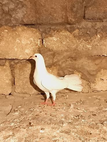 quslar: Salam temiz eni quyurugdu baladi — 4