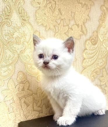 silver şinşila: Şinşilla, Dişi — 5