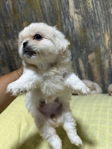 it parodaları: Pekines, 2 ay, Erkek — 2