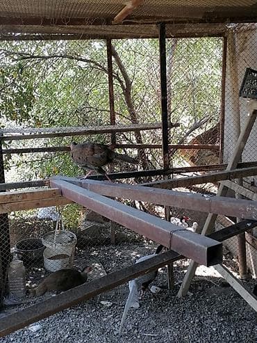 bildircin yuvası: Gümüşü Qrqovul ünvan Lökbatan tam sağlam quşlar 1 xoruz 3 fərq — 2