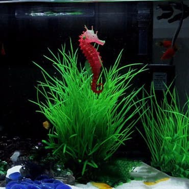 at dayca: Akvarium silikon isiqveren deniz ati — 4
