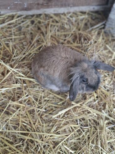 Lincoln: Ev dovşanı – Lop tipli (aşağı sallanan qulaqlı)Erkək - Rəng — 6