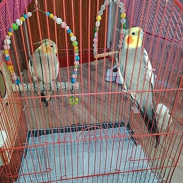 qumru quşu rusca: Korella quwlari,boyuk qefesi 2 eded.usdunde yuvasinida verecem.ciddi — 3