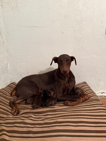 доберман купить: Doberman, Cütləşmə üçün — 3