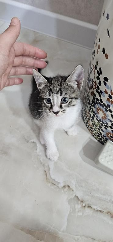 pekines balası: Yaxşı əllərə — 3