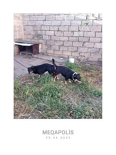 it alanlar: Peyvəndli — 5