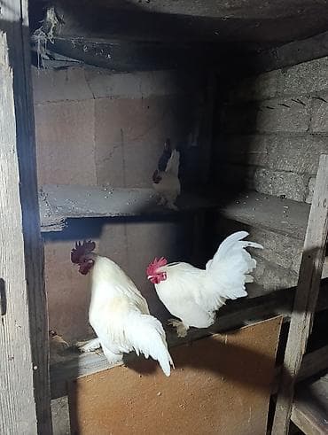 Куры: Курица, Для разведения — 3