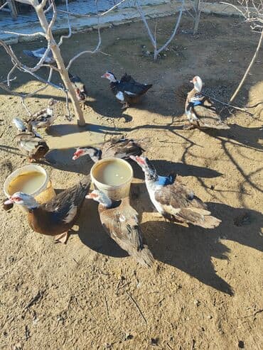 ördək: Lal ordekler erkekler 50 manat disiler 35 manat . unvan turkan savxoz — 3