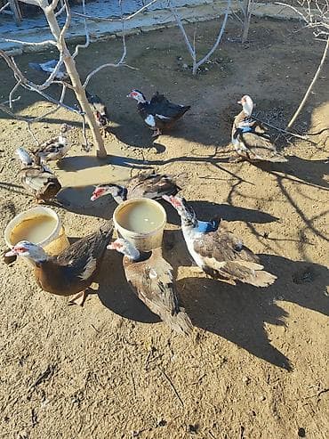 Dişi, | Lal ördək, Ətlik