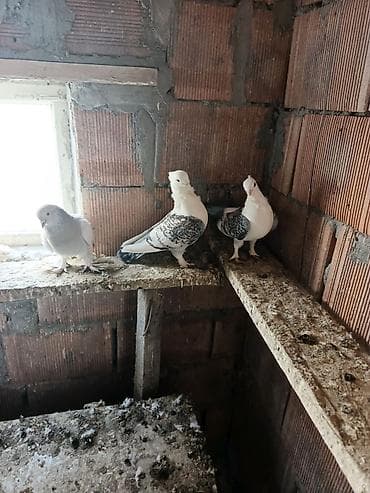 goyercin aliram: Satılır: dekorativ göyərçinlər super quşlardır Deyerinden ucuza — 10