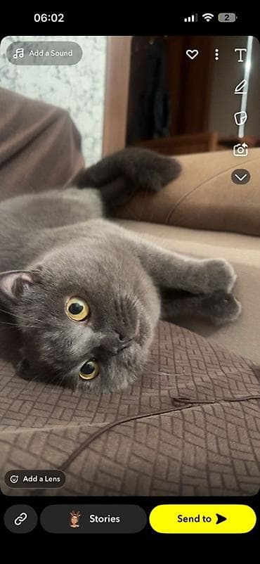 pisik evi satilir: Şotland yastı qulaq, Erkək, Yaxşı əllərə — 2