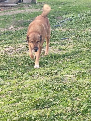 saanen kecilerinin satisi: Gözləri təzə açılıb çoban iti balalarıdı atasıda anasıda şəkildəkidi — 7